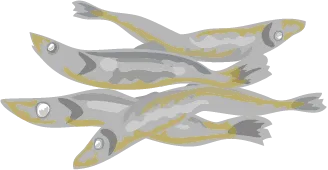 煮干し(いりこ)