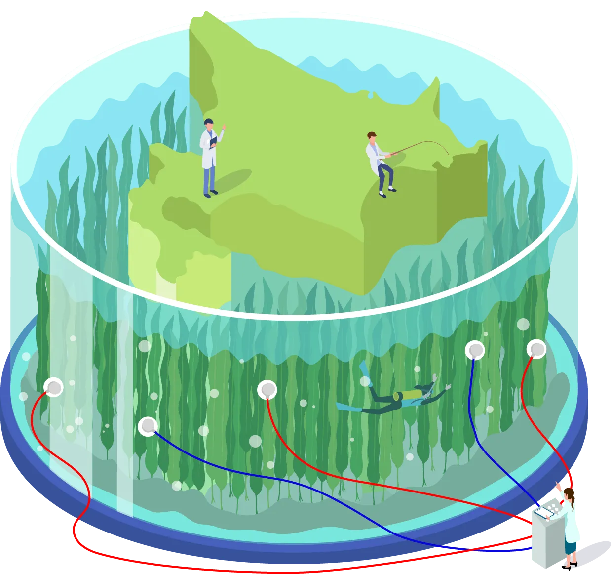 昆布の産地と種類