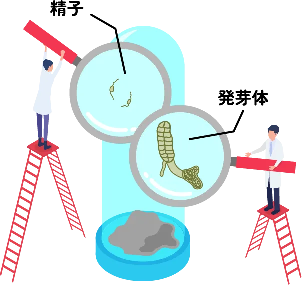 精子 発芽体