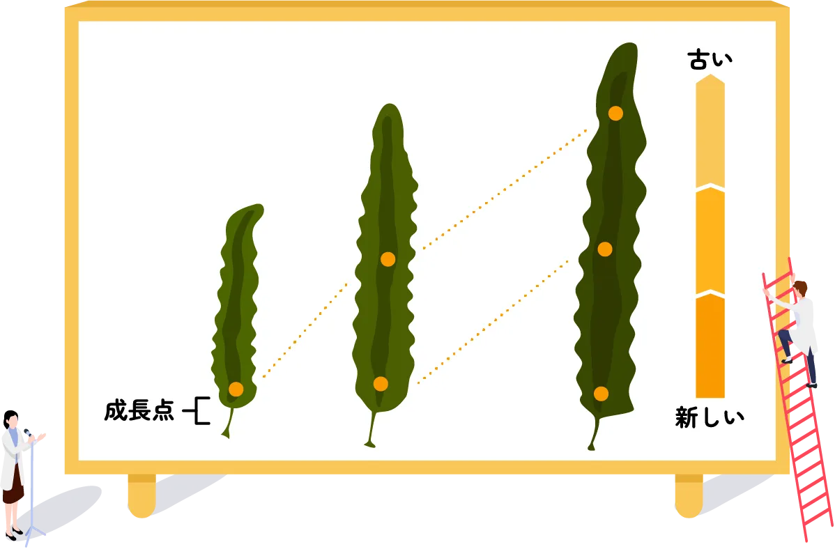 成長点 古い 新しい