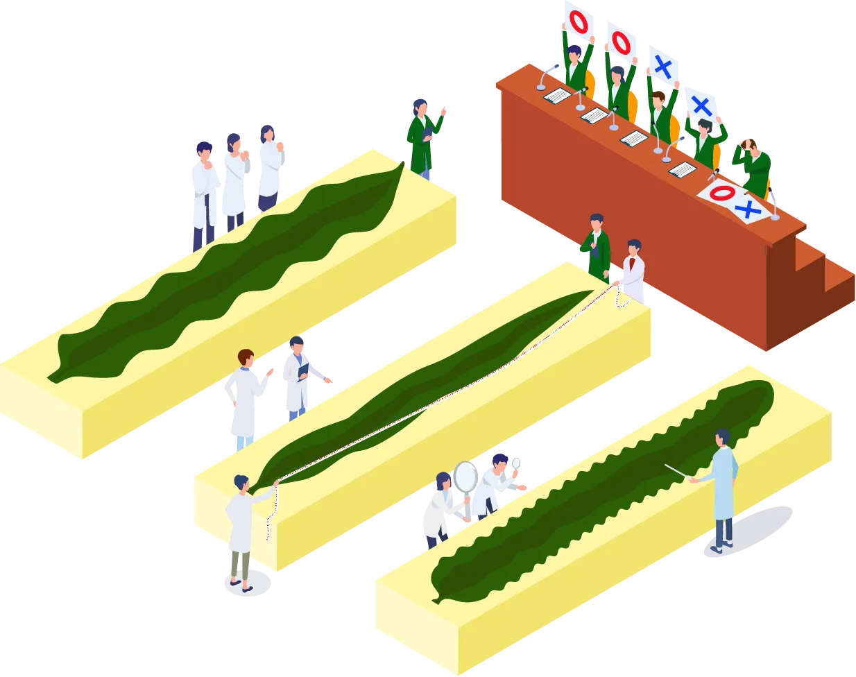 昆布のいろいろな区分